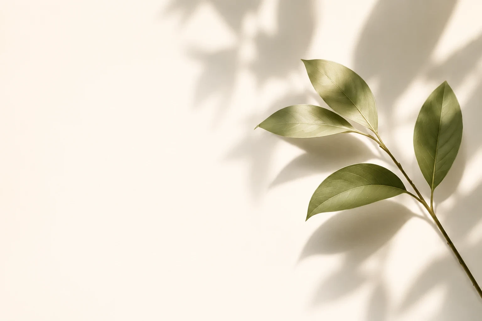 Green leaves casting soft shadows in warm light