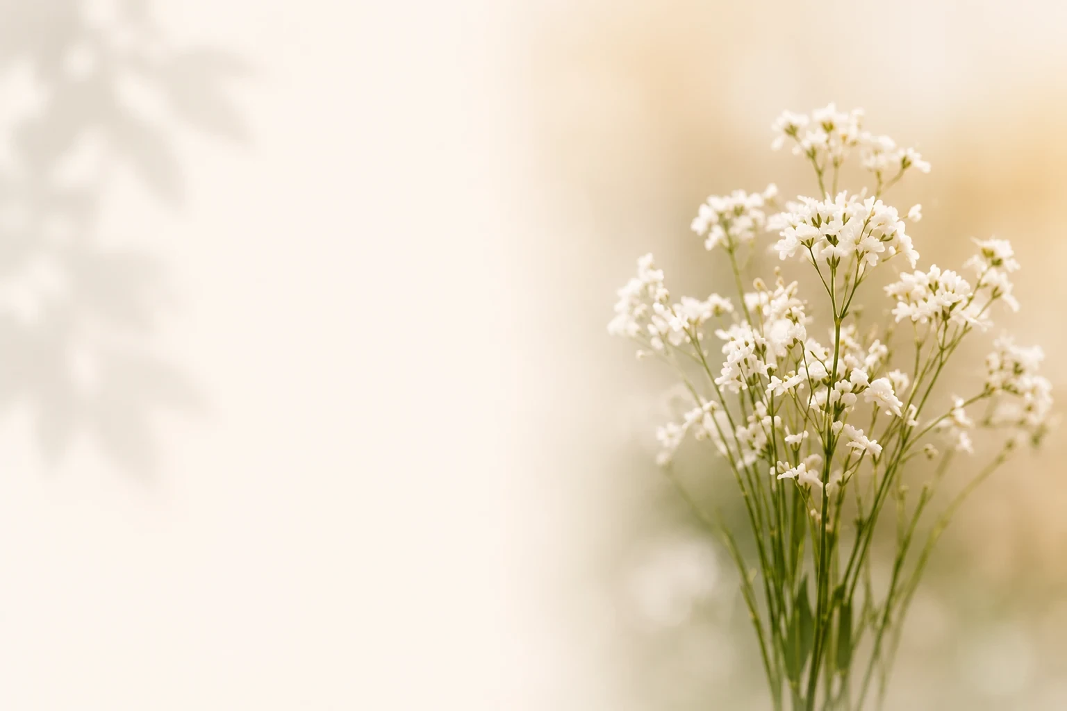 Delicate white flowers in soft golden light